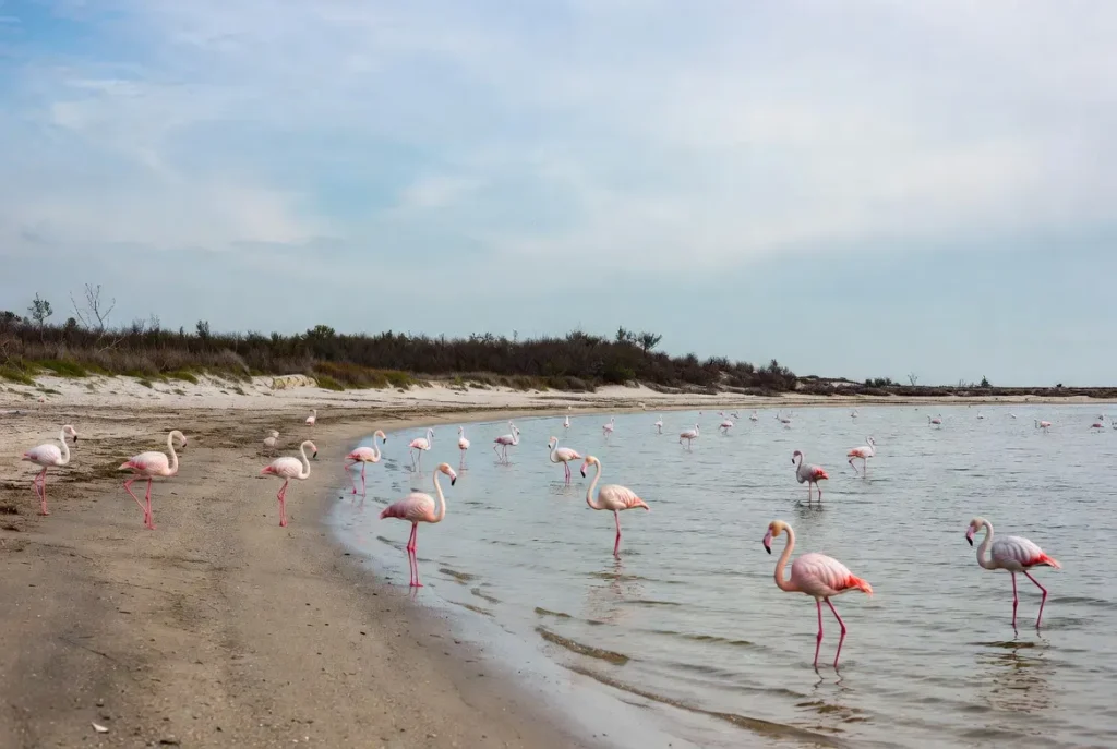 Flamingo Beach in the Ras Al Khaimah
