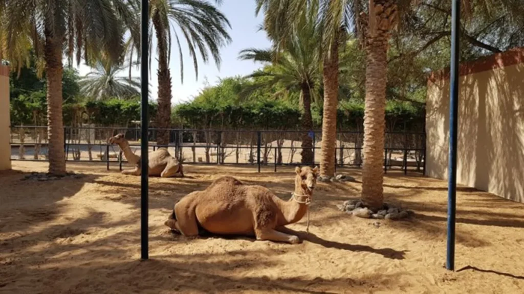 Splash and Play at Al Montazah Parks